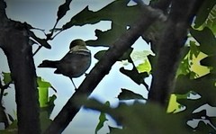 Setophaga castanea