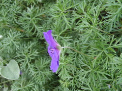 Geranium incanum multifidum