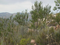 Aspalathus sceptrum-aureum