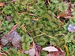 Climacium dendroides