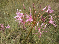 Nerine krigei