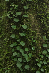 Peperomia serpens