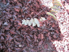 Crassula perforata perforata