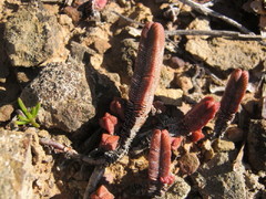 Crassula pyramidalis