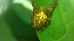 Araneus diadematus