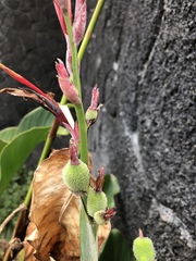 Canna indica