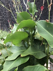 Canna indica