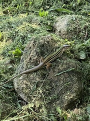 Aspidoscelis costatus