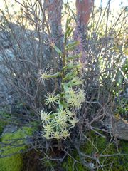 Holothrix grandiflora