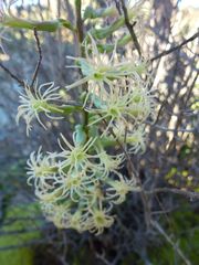 Holothrix grandiflora
