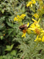 Bombus insularis