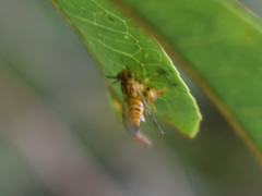 Conura maculata
