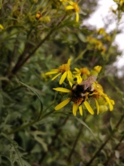 Bombus insularis
