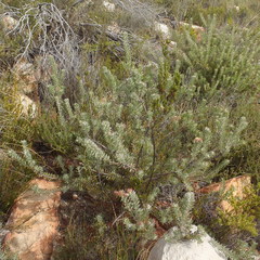 Leucospermum wittebergense