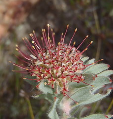 Leucospermum wittebergense