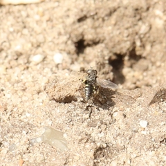 Oxybelus bipunctatus