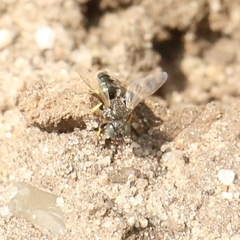 Oxybelus bipunctatus