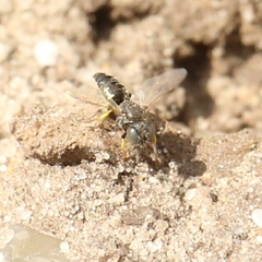Oxybelus bipunctatus