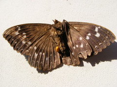 Erebus walkeri