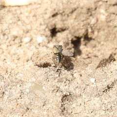 Oxybelus bipunctatus