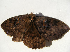 Erebus walkeri