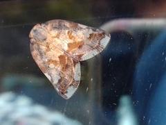 Ricania speculum