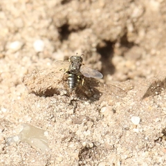 Oxybelus bipunctatus