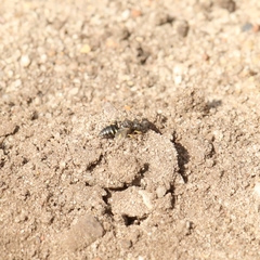 Oxybelus bipunctatus