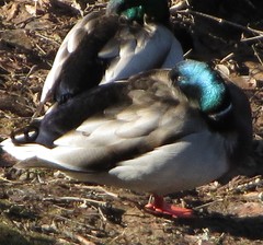 Anas platyrhynchos