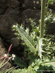 Berkheya macrocephala