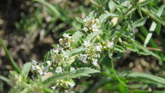 Lippia turbinata
