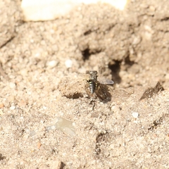 Oxybelus bipunctatus