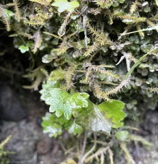 Micranthes nelsoniana