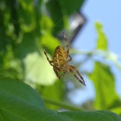 Araneus diadematus
