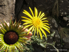 Berkheya macrocephala