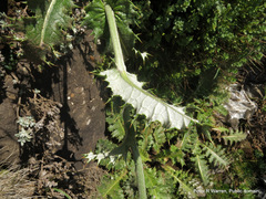 Berkheya macrocephala
