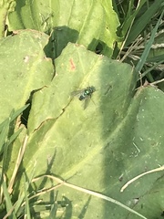 Condylostylus longicornis