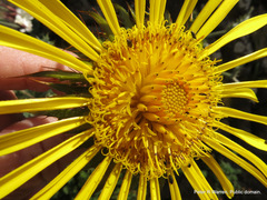 Berkheya macrocephala