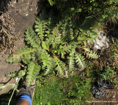 Berkheya macrocephala