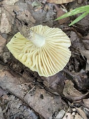 Russula earlei