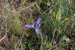 Iris macrosiphon