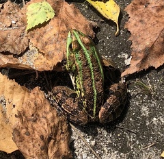 Pelophylax lessonae