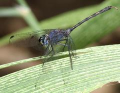 Trithemis aconita