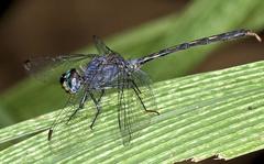 Trithemis aconita