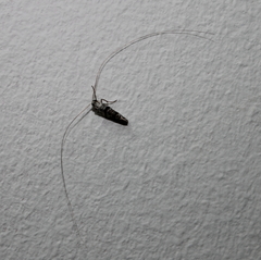 Adelidae