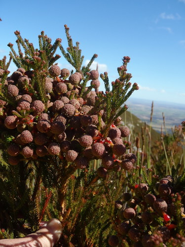 Berzelia intermedia (Berzelia intermedia)