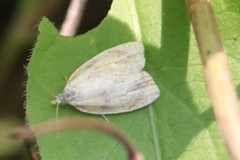 Acleris curvalana