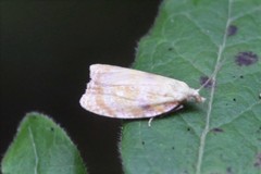 Acleris curvalana