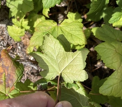 Ribes laxiflorum