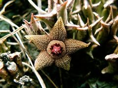 Orbea cooperi